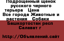 Подрощенный щенок русского черного терьера › Цена ­ 35 000 - Все города Животные и растения » Собаки   . Башкортостан респ.,Салават г.